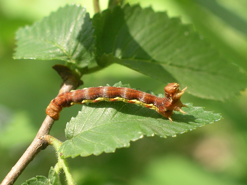 Bruco da determinare : Erannis defoliaria